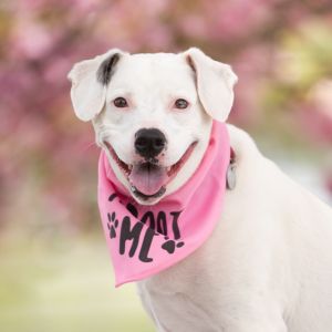 Louie, Adult Male Mixed Breed