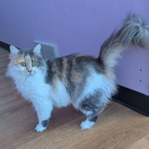 Winifred, Adult Female unknown