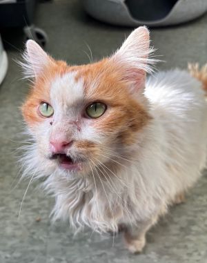 Fiona, Adult Female Domestic Long Hair