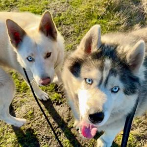 Quinn is a 2 year old husky mix who originally came to Rocket Dog in 2022 her mom and several