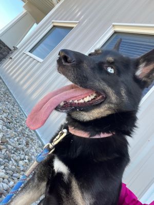 Nyx AKA Miss Drama Queen, Adult Female Shepherd