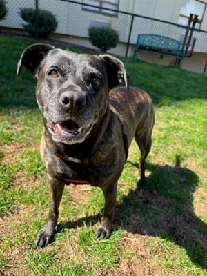 CAVA, Adult Female American Staffordshire Terrier