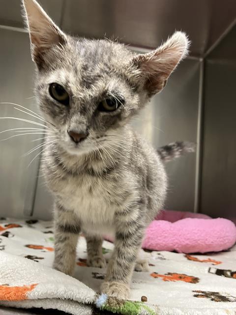 APPLESAUCE, an adoptable Domestic Short Hair in Santa Barbara, CA, 93111 | Photo Image 1