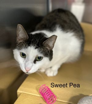 Sweet Pea, Adult Female Domestic Short Hair