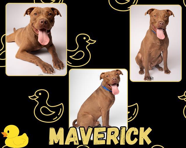 MAVERICK