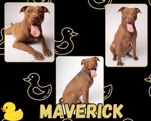 MAVERICK, Adult Male Pit Bull Terrier