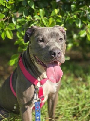ARMANDO, Adult Male Mixed Breed