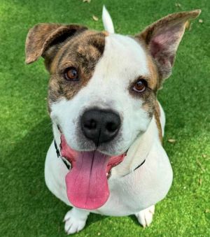AJAY, Adult Male Mixed Breed