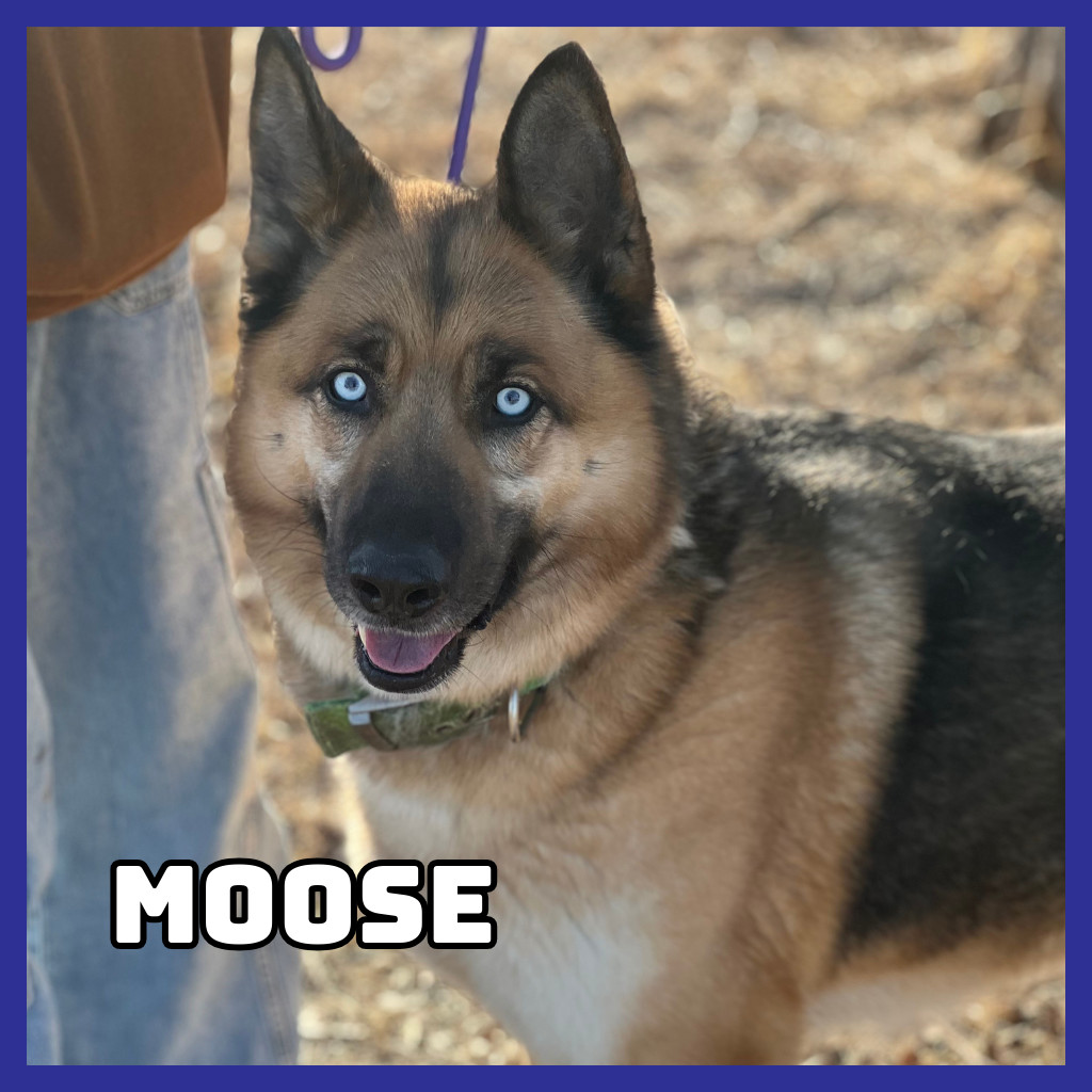 Moose, an adoptable German Shepherd Dog, Husky in Glenwood, MN, 56334 | Photo Image 1