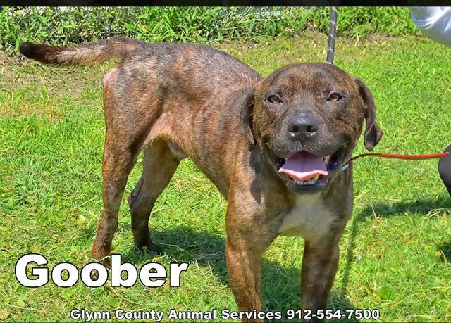 GOOBER