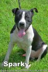 SPARKY photo 2