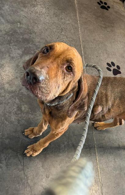 BRIDGET, an adoptable Bloodhound, Mixed Breed in Brunswick, GA, 31525 | Photo Image 2