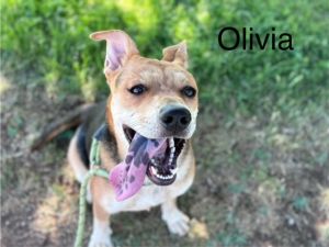 OLIVIA, Adult Female unknown