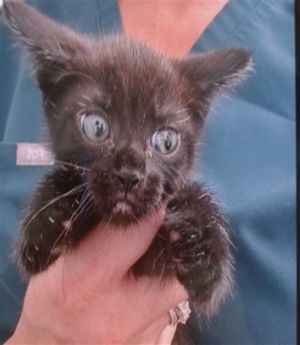 WENDY, Young Female Domestic Short Hair