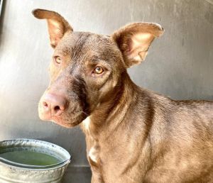 MARJORIE, Adult Female Pit Bull Terrier