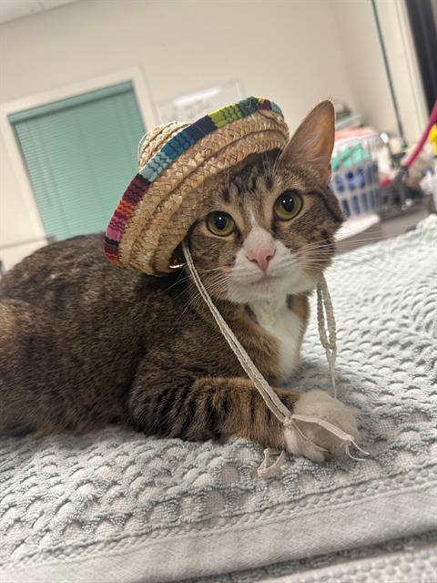 BEAN, an adoptable Domestic Short Hair in Santa Maria, CA, 93455 | Photo Image 1