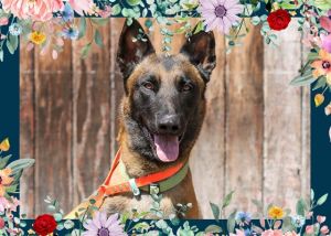 Junior is an energetic and intelligent young Belgian Malinois with a striking appearance and an impr
