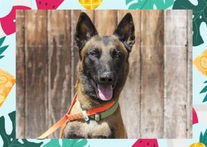 Junior is an energetic and intelligent young Belgian Malinois with a striking ap