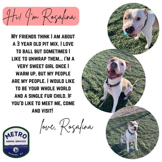 ROSALINA, an adoptable Pit Bull Terrier in Casper, WY, 82601 | Photo Image 1