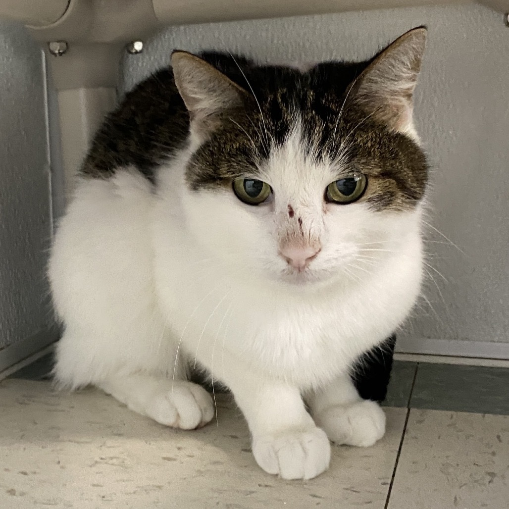 Lillianna, an adoptable American Shorthair in Mount Shasta, CA, 96067 | Photo Image 1