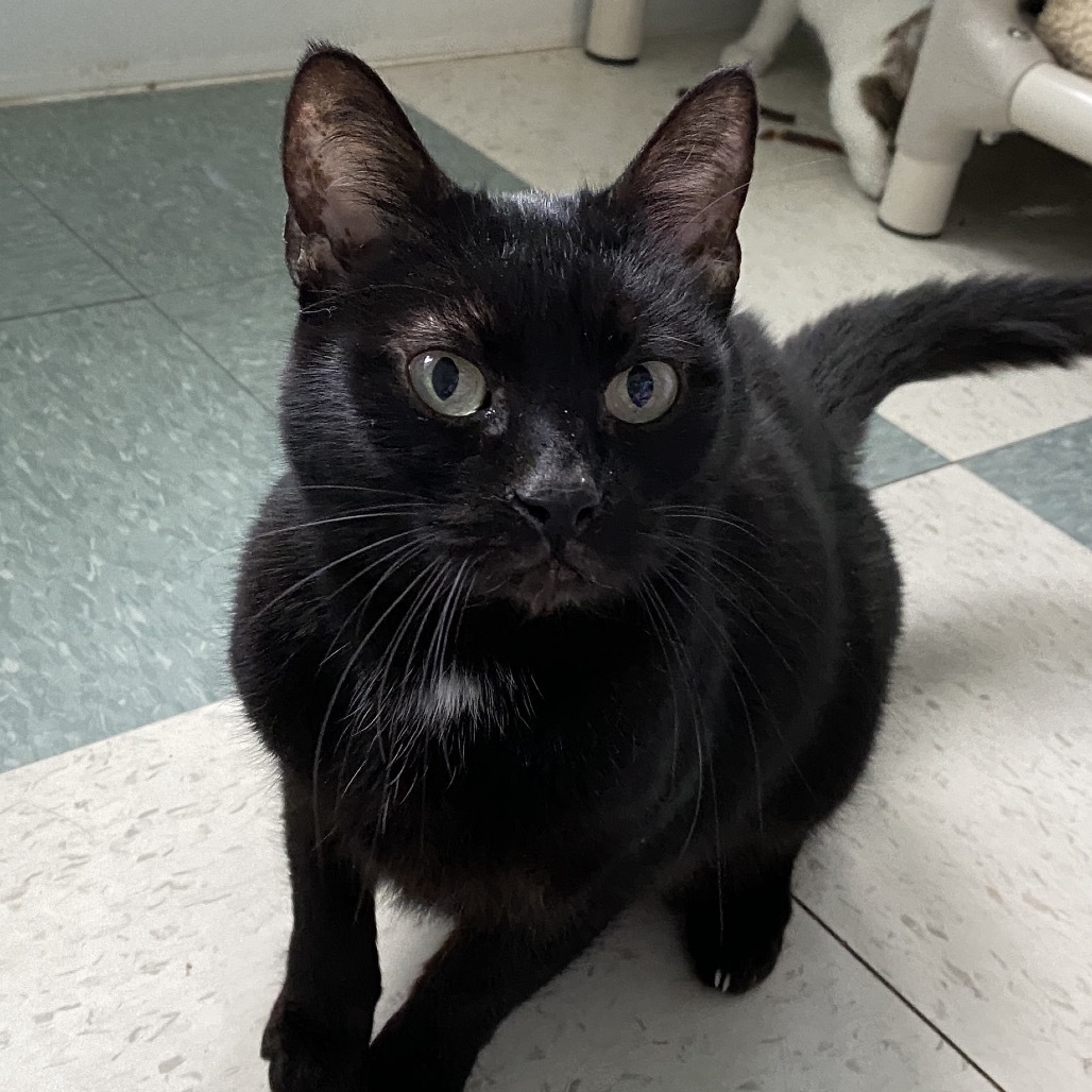 Daisy, an adoptable American Shorthair in Mount Shasta, CA, 96067 | Photo Image 1