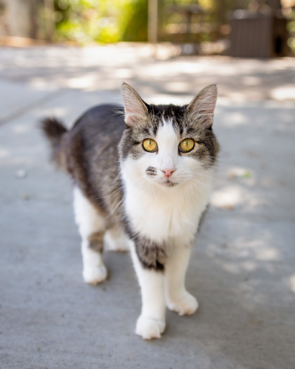Sammy, an adoptable Domestic Short Hair in El Dorado Hills, CA, 95762 | Photo Image 1