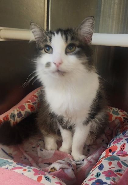 Sammy, an adoptable Domestic Short Hair in El Dorado Hills, CA, 95762 | Photo Image 3