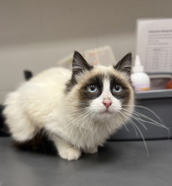 Astro, an adoptable Ragdoll in Sheboygan, WI, 53083 | Photo Image 1