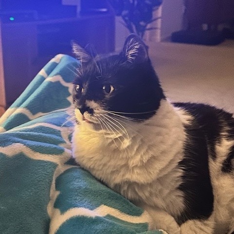 Sweetie-Foster
