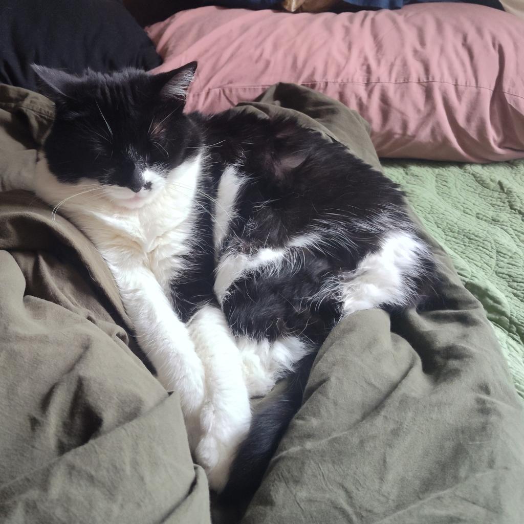 Sweetie-Foster