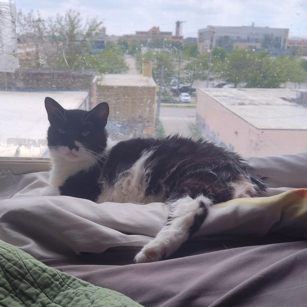 Sweetie-Foster