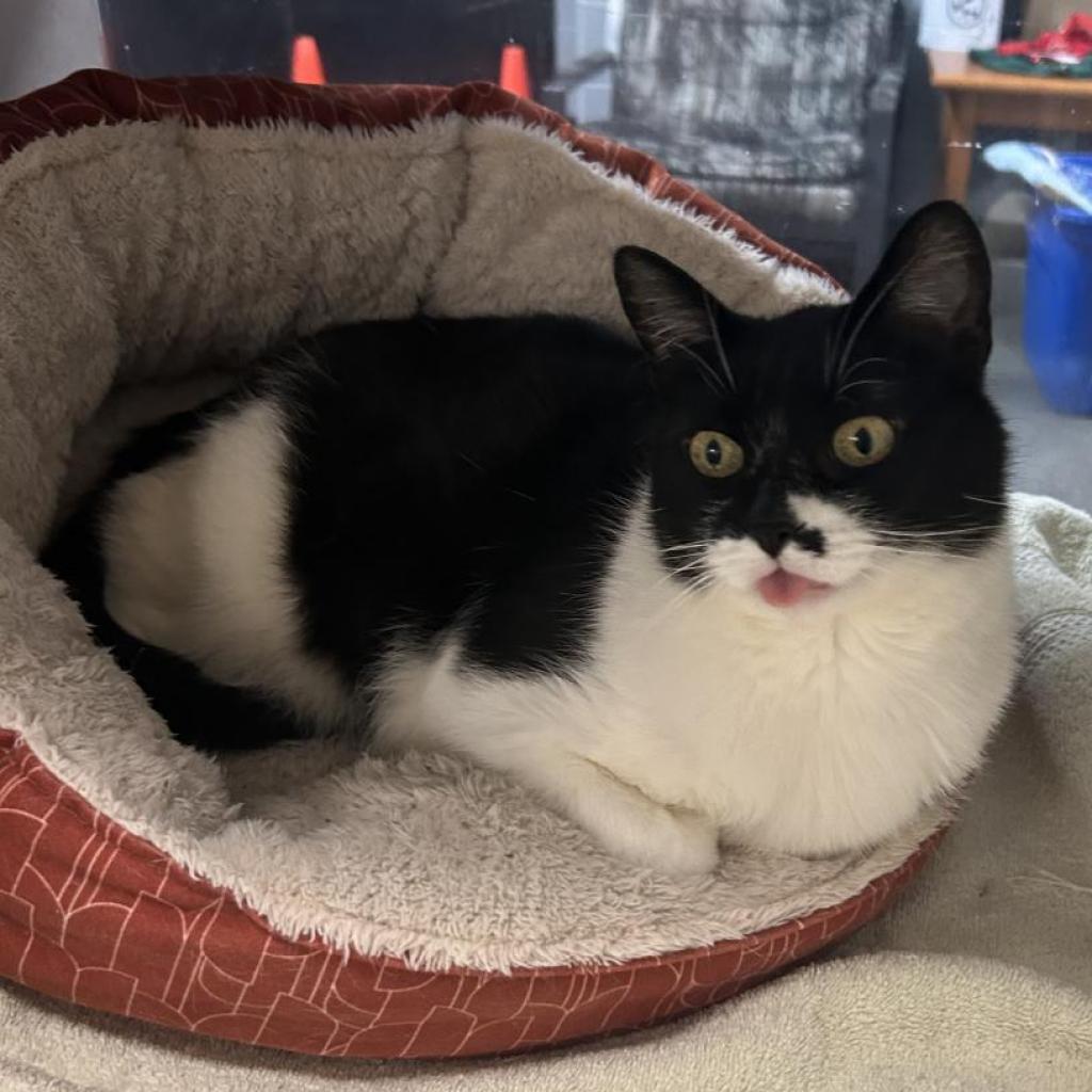 Sweetie-Foster