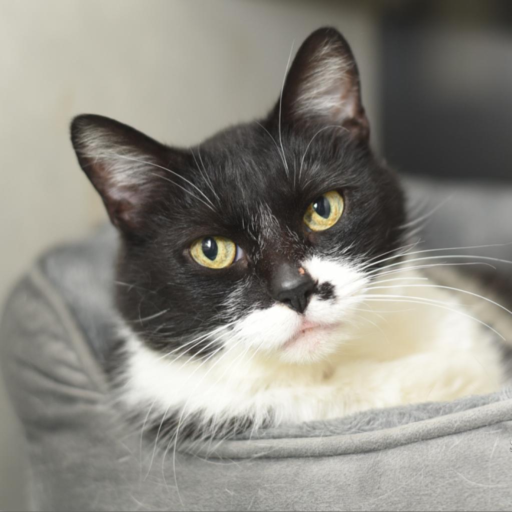 Sweetie-Foster