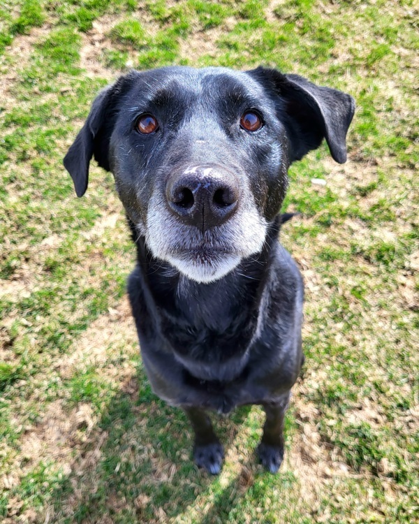 Dottie 32752, an adoptable Labrador Retriever in Pocatello, ID, 83205 | Photo Image 1
