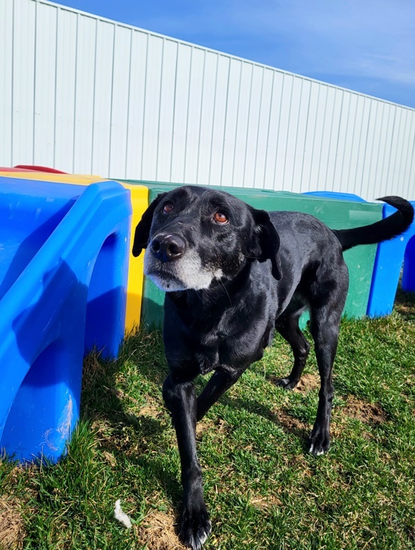 Dottie 32752, an adoptable Labrador Retriever in Pocatello, ID, 83205 | Photo Image 2