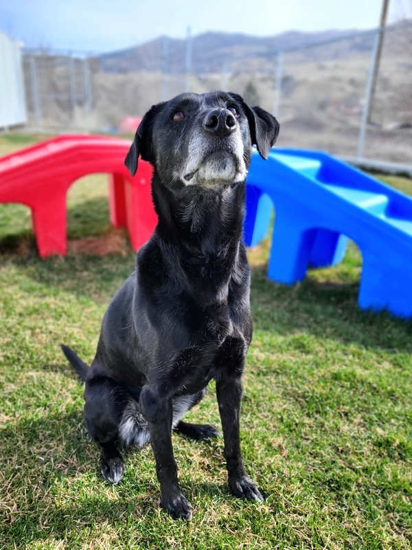 Dottie 32752, an adoptable Labrador Retriever in Pocatello, ID, 83205 | Photo Image 3