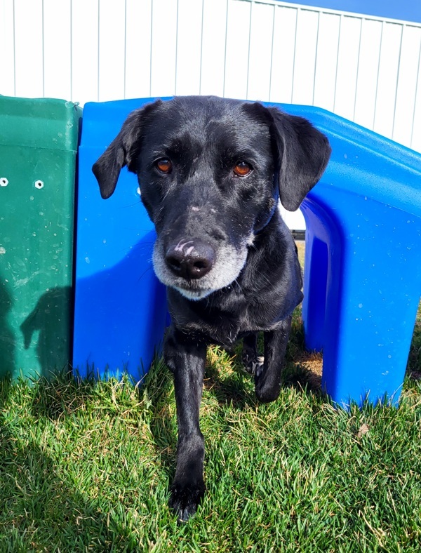 Dottie 32752, an adoptable Labrador Retriever in Pocatello, ID, 83205 | Photo Image 4
