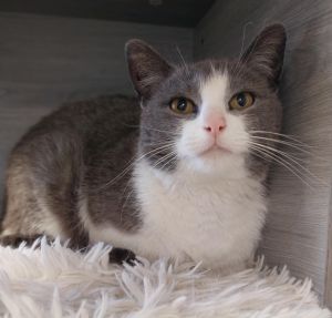Rosie, Young Female Domestic Short Hair