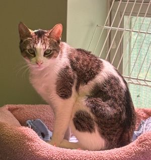KIT KAT, Adult Male Domestic Short Hair
