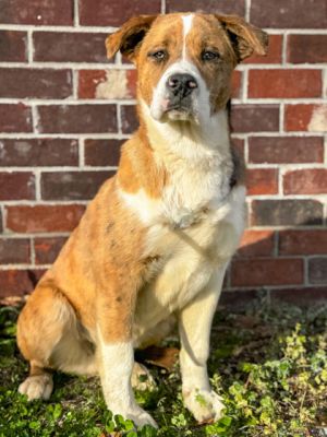 Cross, Adult Male Catahoula Leopard Dog