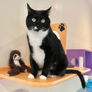 My name is Bella and yes I know--my name fits--Im truly beautiful With my sleek black-and-white 