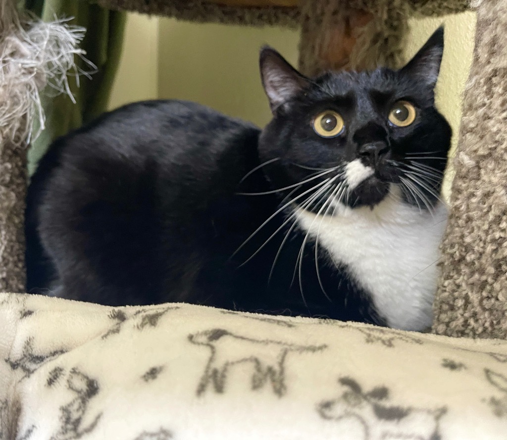 Bella, an adoptable Domestic Medium Hair in Cambria, CA, 93428 | Photo Image 2
