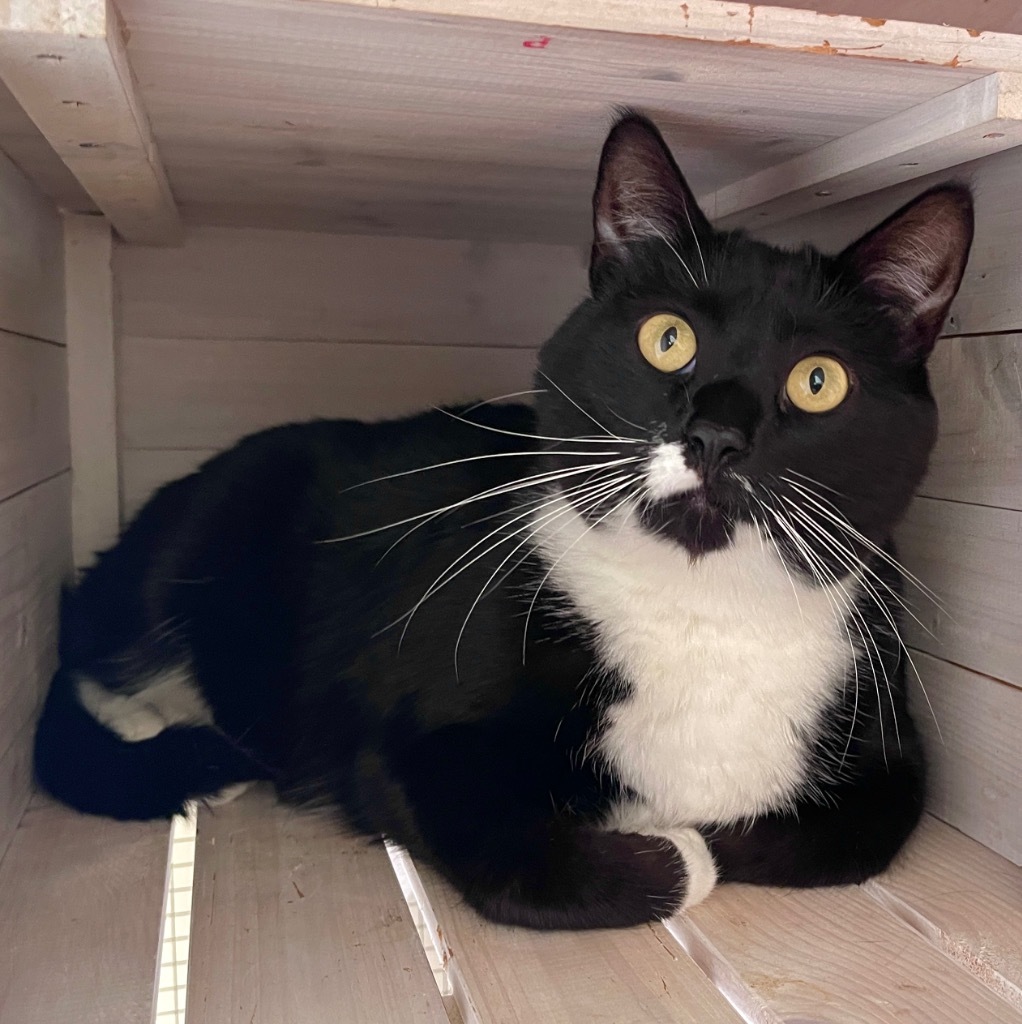 Bella, an adoptable Domestic Medium Hair in Cambria, CA, 93428 | Photo Image 3