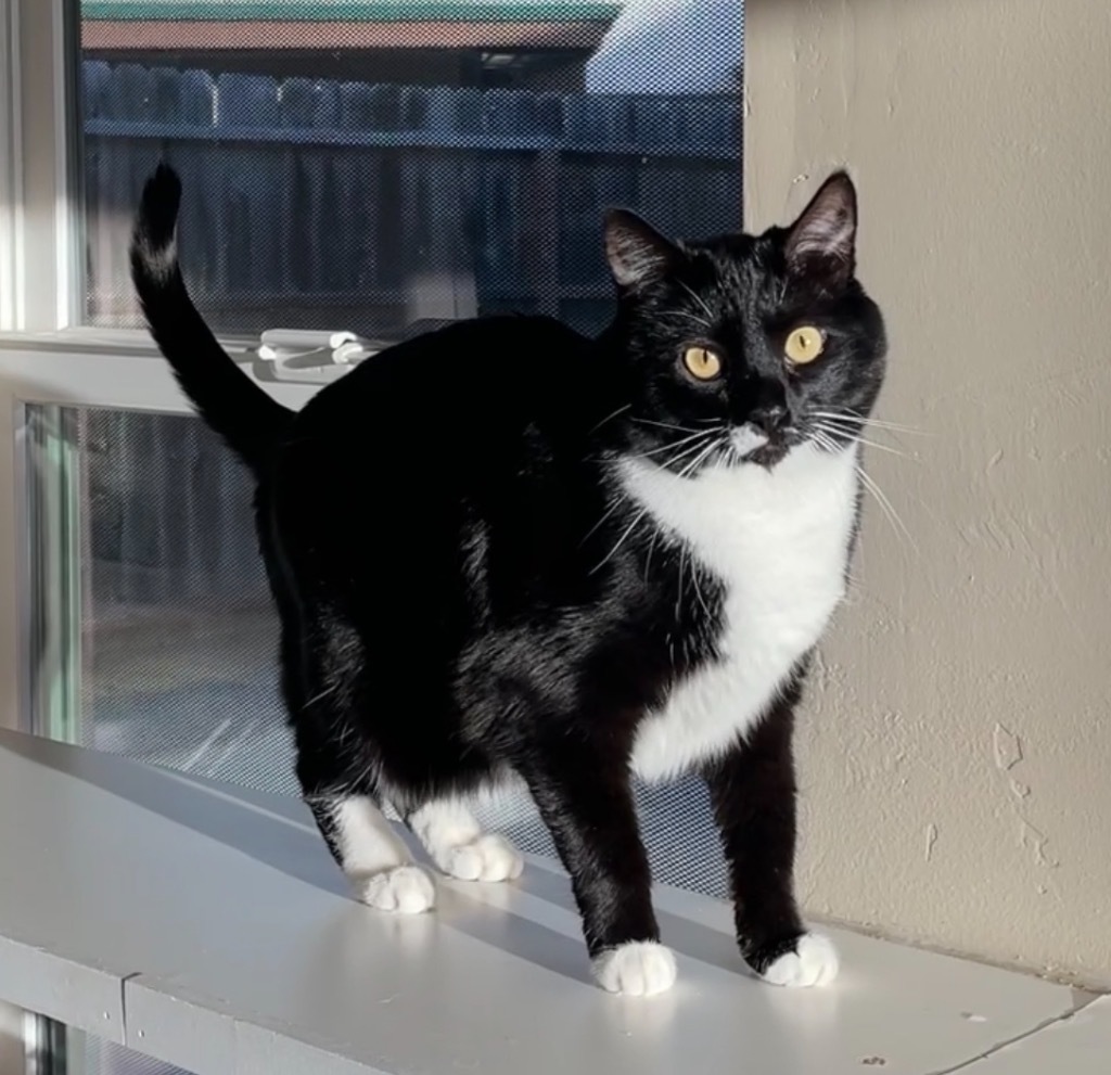Bella, an adoptable Domestic Medium Hair in Cambria, CA, 93428 | Photo Image 4