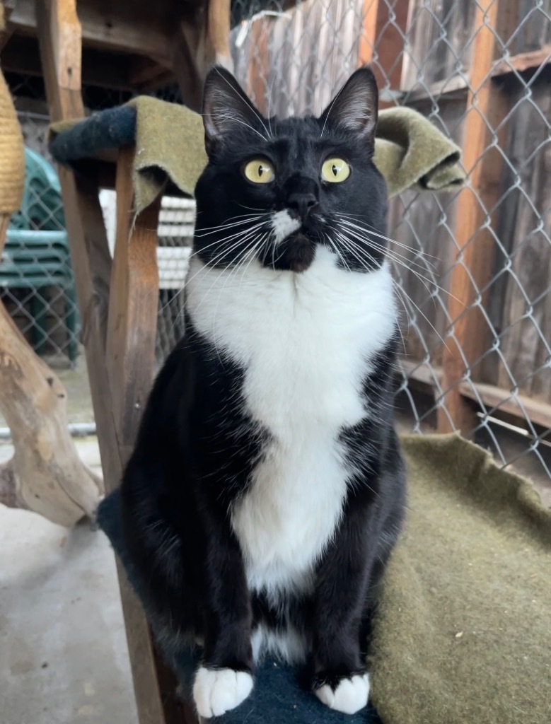 Bella, an adoptable Domestic Medium Hair in Cambria, CA, 93428 | Photo Image 5