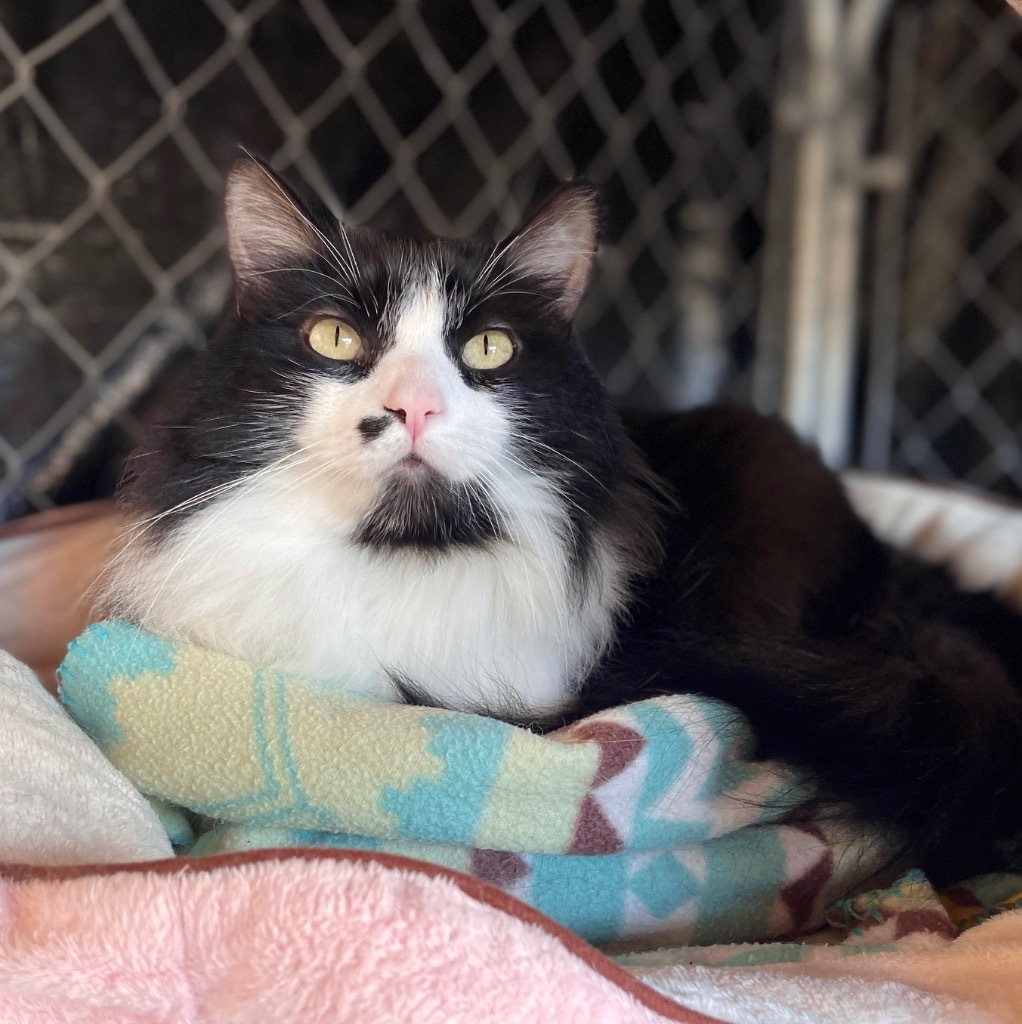 Bo, an adoptable Domestic Medium Hair in Cambria, CA, 93428 | Photo Image 1