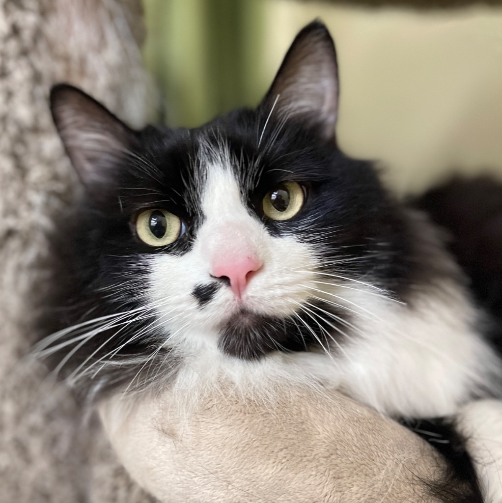 Bo, an adoptable Domestic Medium Hair in Cambria, CA, 93428 | Photo Image 2