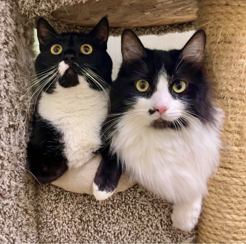 Bo, an adoptable Domestic Medium Hair in Cambria, CA, 93428 | Photo Image 3