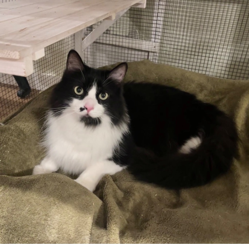 Bo, an adoptable Domestic Medium Hair in Cambria, CA, 93428 | Photo Image 5