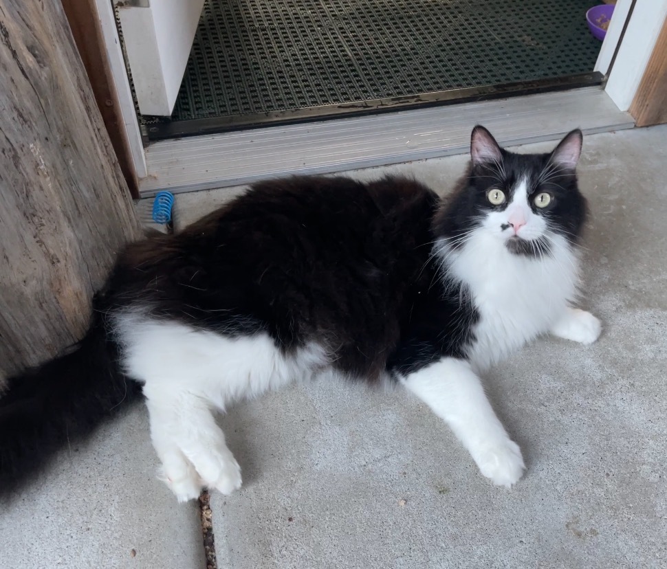 Bo, an adoptable Domestic Medium Hair in Cambria, CA, 93428 | Photo Image 6
